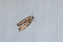 Etanna breviuscula