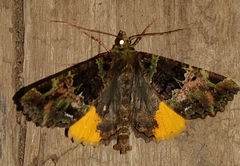 Charca canopus