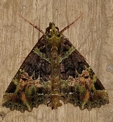 Charca canopus