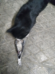 Streptopelia senegalensis