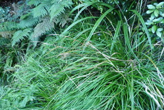 Carex solandri