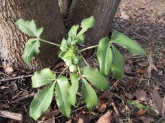 Helleborus lividus