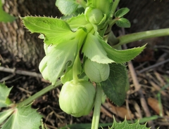 Helleborus lividus