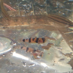 Brachygobius xanthomelas