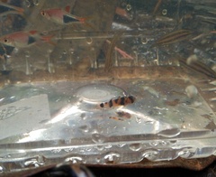 Brachygobius xanthomelas