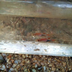 Trigonostigma truncata