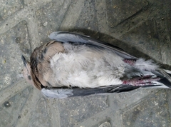 Streptopelia senegalensis