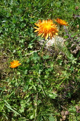 Crepis aurea
