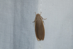 Danielithosia immaculata