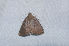 Amyna axis