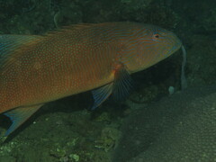 Plectropomus oligacanthus