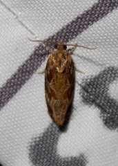 Phaecasiophora confixana