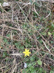 Hypoxis juncea