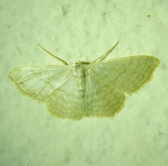 Idaea subsericeata