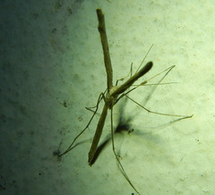Pterophoroidea