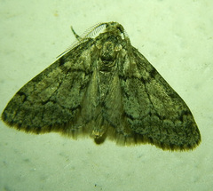 Tephronia sepiaria