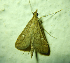 Dolicharthria punctalis