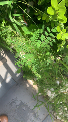 Phyllanthus tenellus