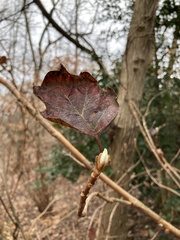 Hydrangea quercifolia