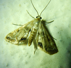 Cataclysta lemnata
