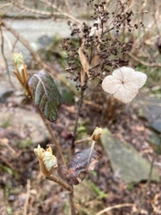 Hydrangea quercifolia