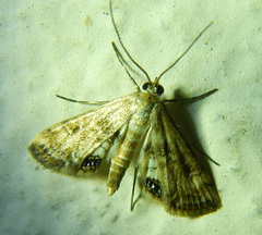 Cataclysta lemnata