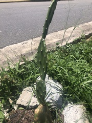Opuntia cochenillifera
