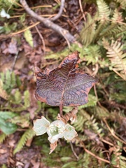 Hydrangea quercifolia