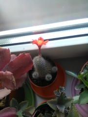 Rebutia