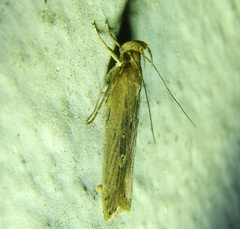 Dichomeridinae