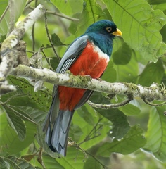 Trogon mesurus