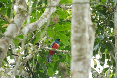 Trogon mesurus