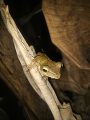 Polypedates occidentalis