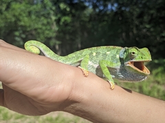 Chamaeleo dilepis