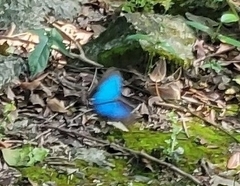 Morpho helenor montezuma