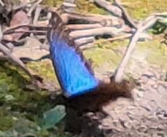 Morpho helenor montezuma