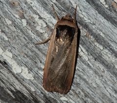 Ochropleura leucogaster