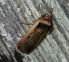 Ochropleura leucogaster