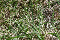 Anthoxanthum redolens