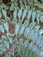 Diplazium kawakamii