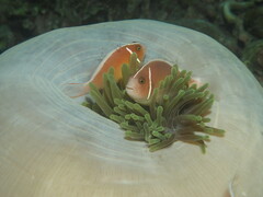 Amphiprion perideraion