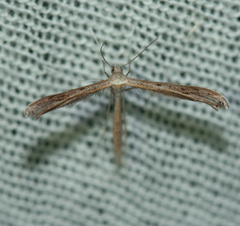 Pterophoroidea