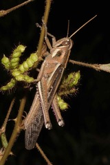 Schistocerca pallens