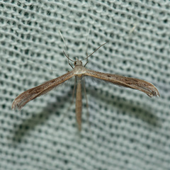 Pterophoroidea