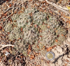 Coryphantha salinensis