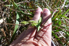 Anthoxanthum redolens