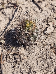 Ancistrocactus scheeri