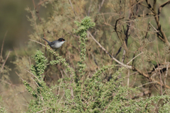 Curruca melanocephala