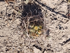 Ancistrocactus scheeri