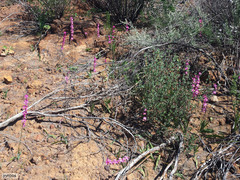 Ixia scillaris scillaris